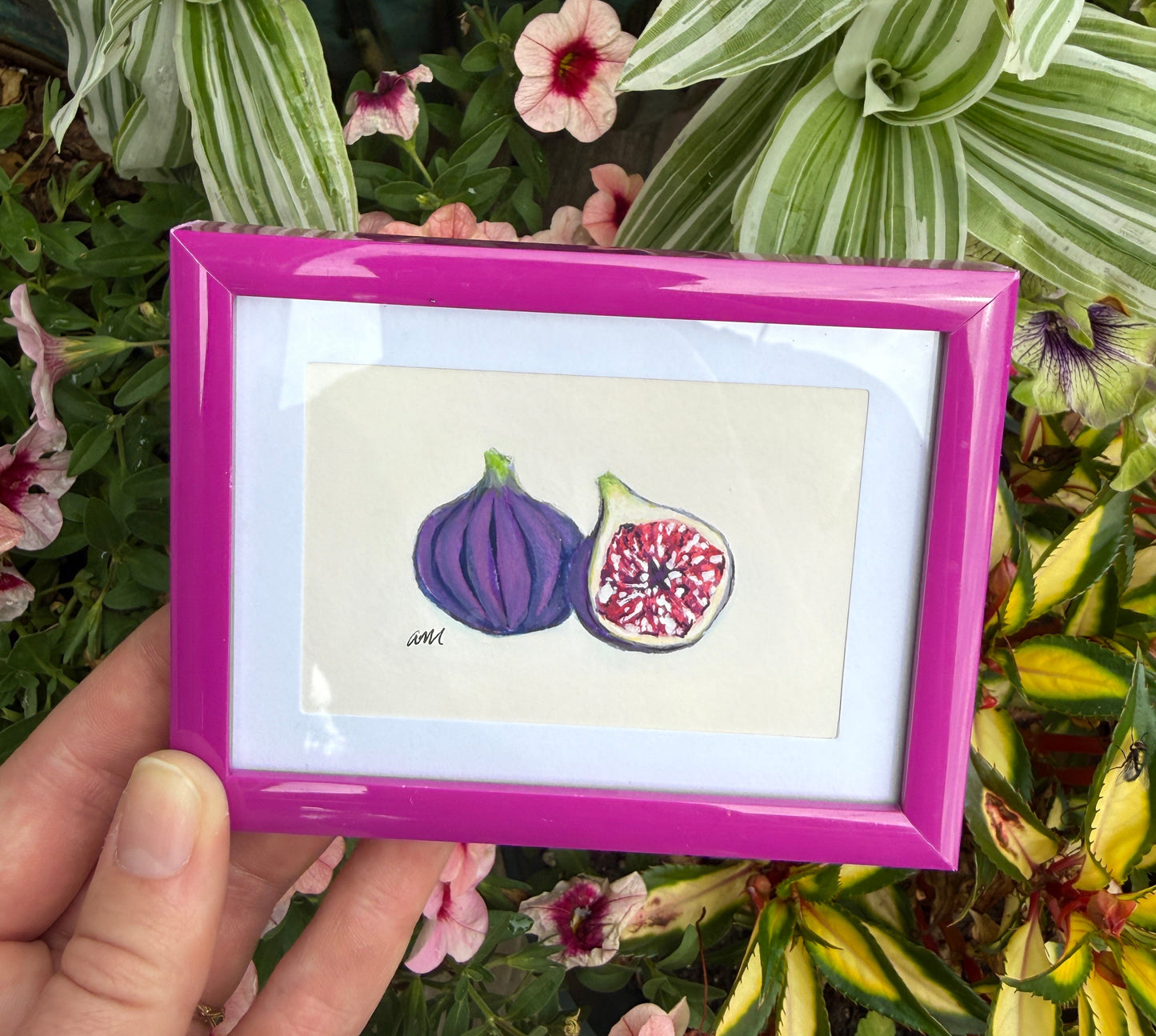 Little Figs