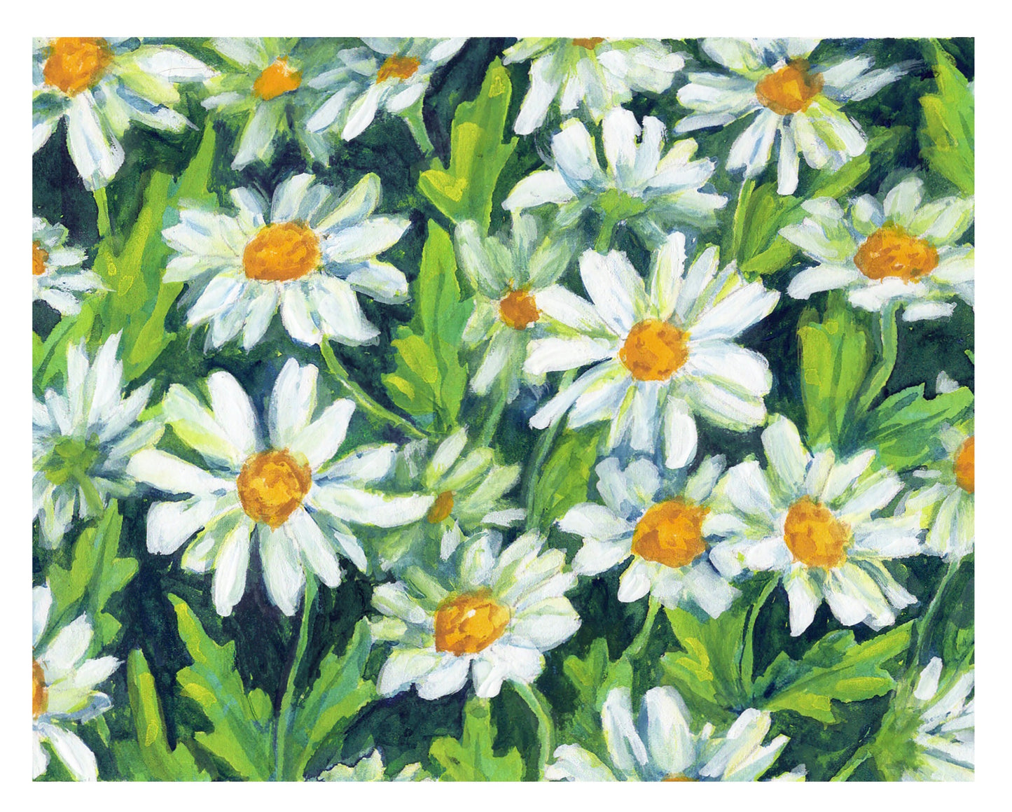 Daisies