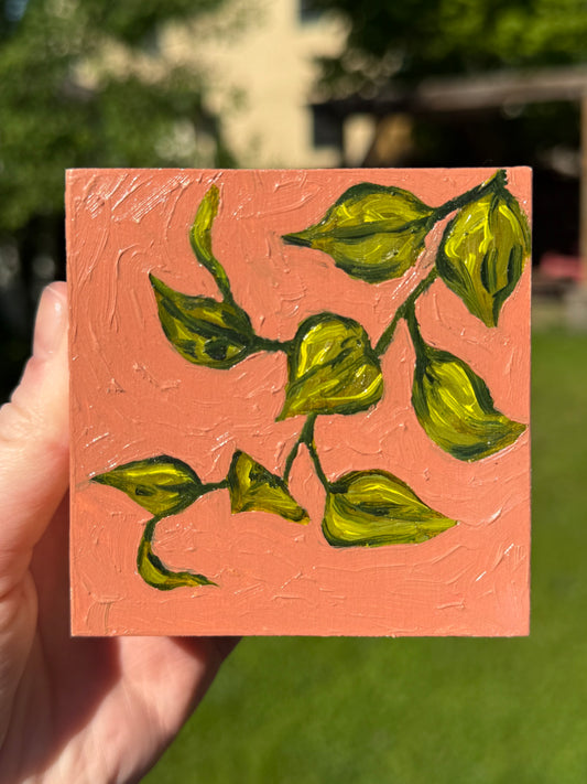 Pothos