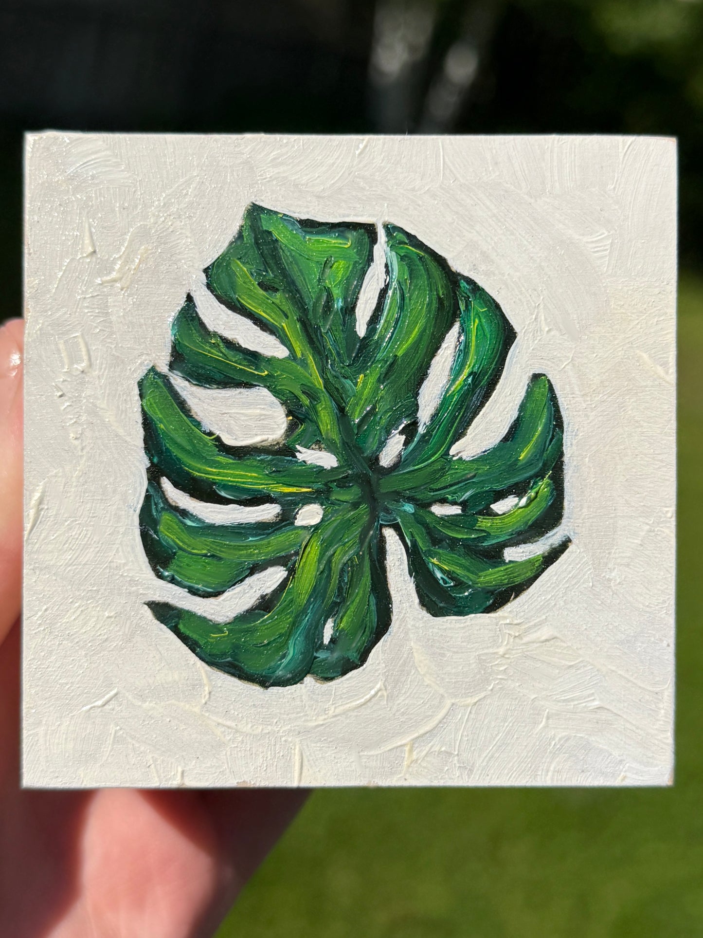 Monstera